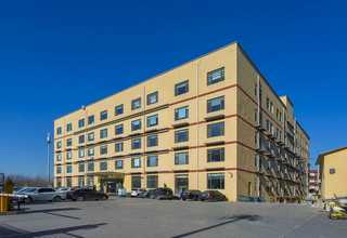 云浮金丝楠树苗